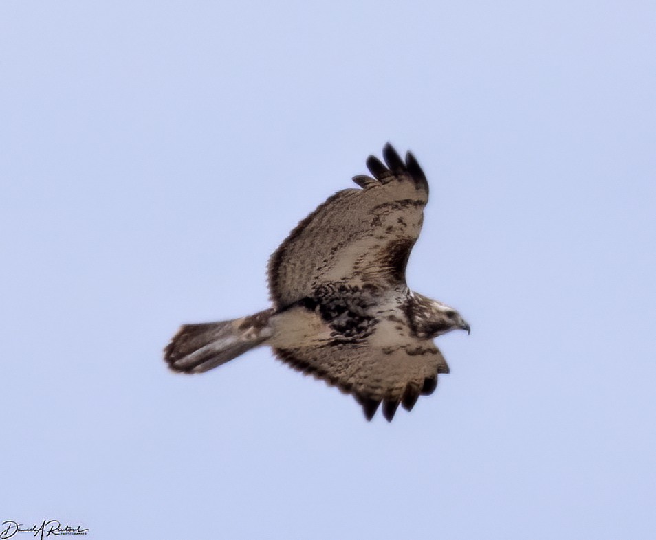 Red-tailed Hawk (Harlan's) - ML548428031