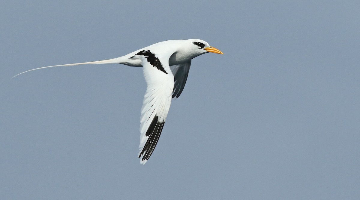 White-tailed Tropicbird - Luke Seitz