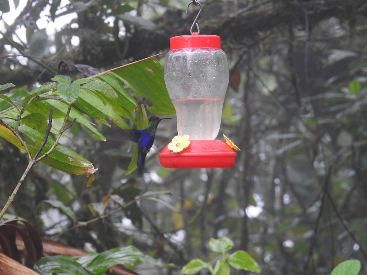 kolibřík vidloocasý - ML548430201