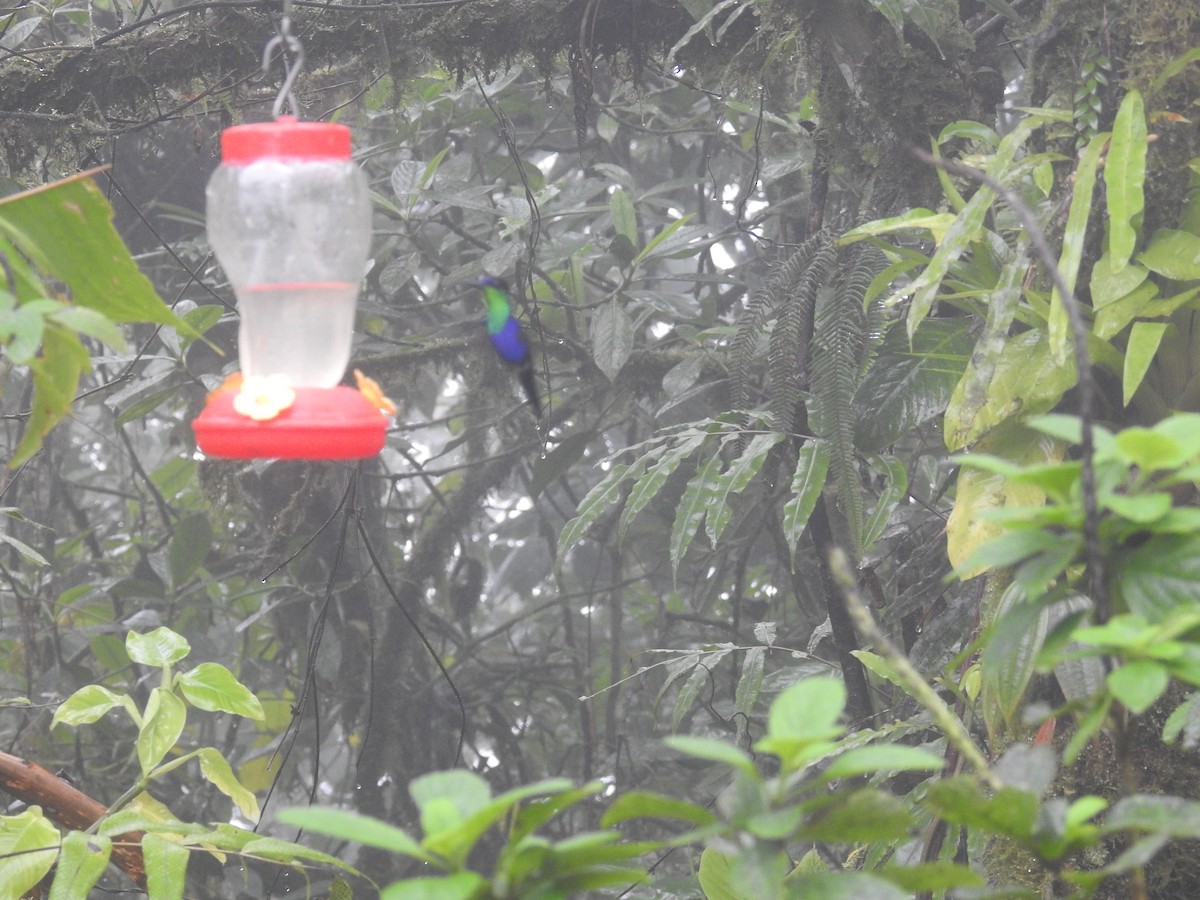 kolibřík vidloocasý - ML548430241