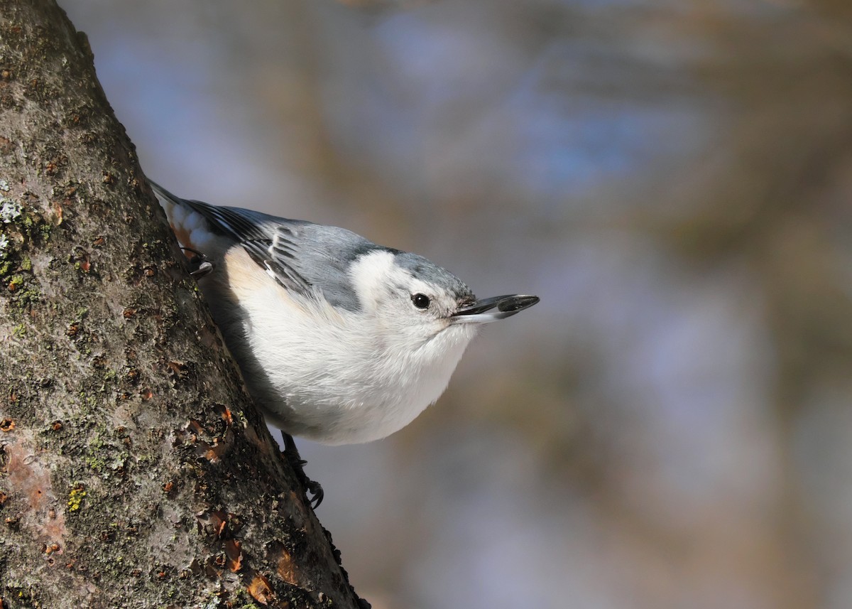 White-breasted Nuthatch - ML548431021
