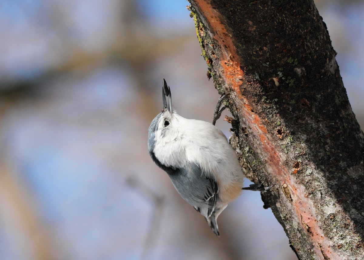 White-breasted Nuthatch - ML548431041