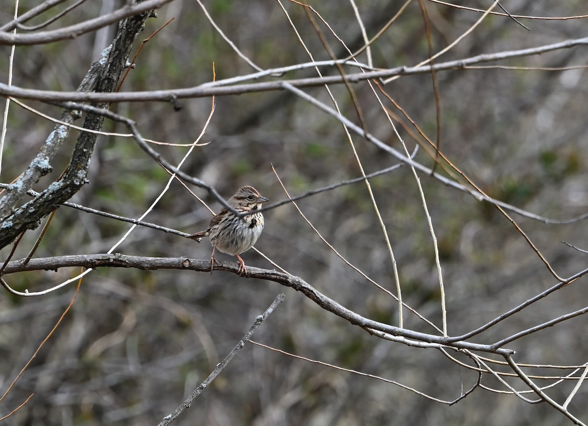 Savannah Sparrow - ML548432191