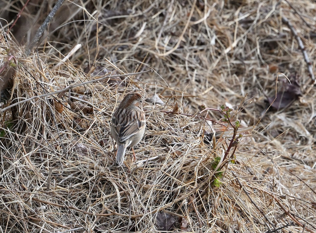 Field Sparrow - ML548433151