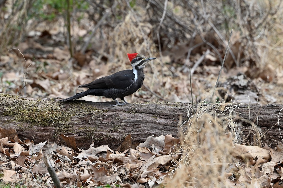 Pileated Woodpecker - ML548435271