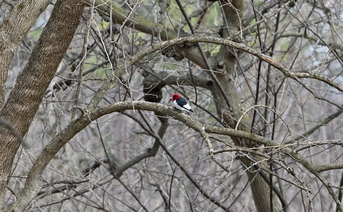 Red-headed Woodpecker - ML548435421
