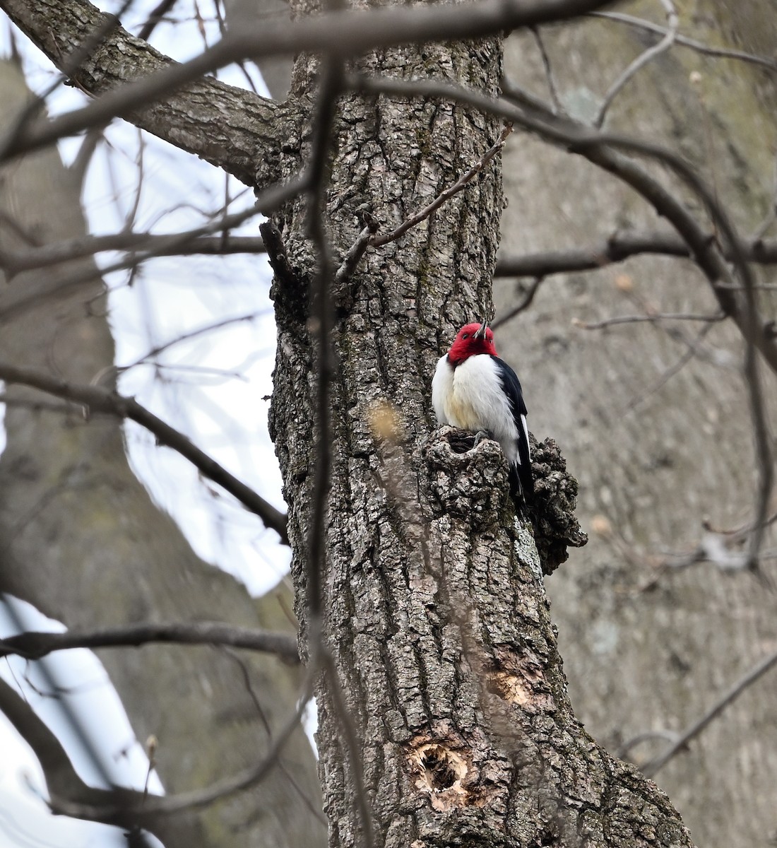Red-headed Woodpecker - ML548435431