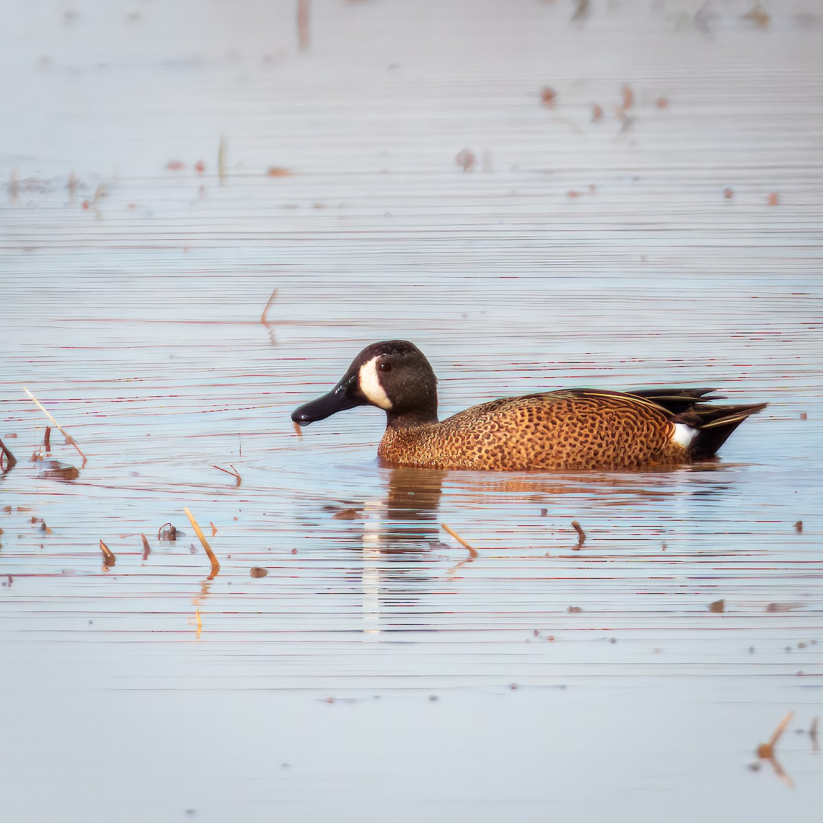 Blue-winged Teal - ML548438011