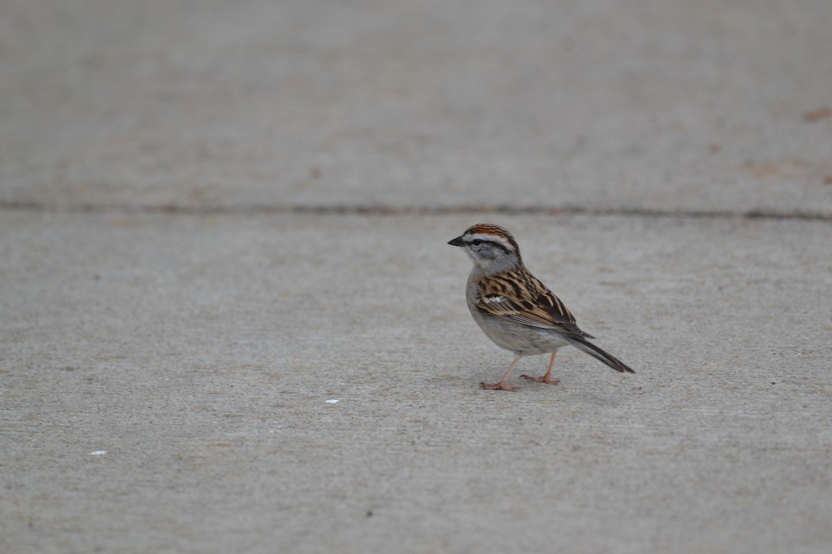 Chipping Sparrow - ML548440981