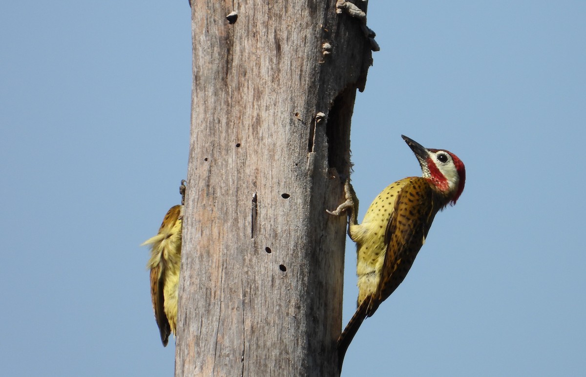 Spot-breasted Woodpecker - ML548441141