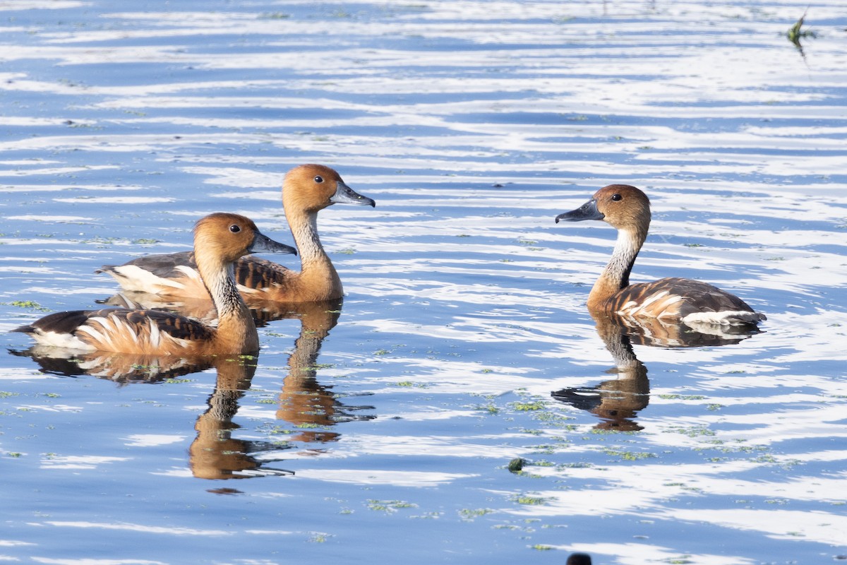 Fulvous Whistling-Duck - ML548441281