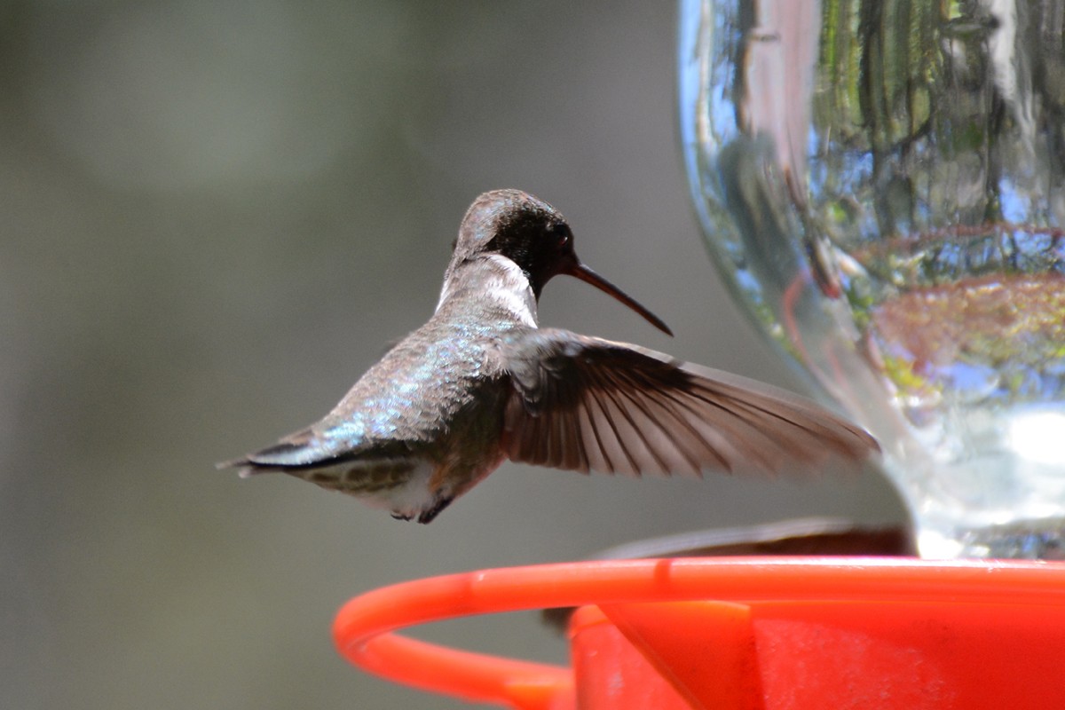 Black-chinned Hummingbird - ML54844371