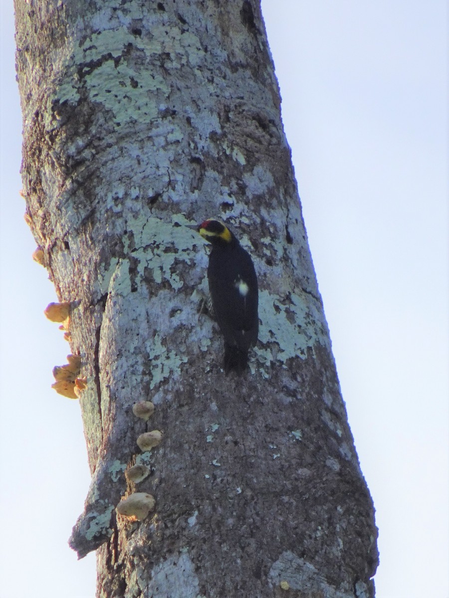 Yellow-tufted Woodpecker - ML548443901