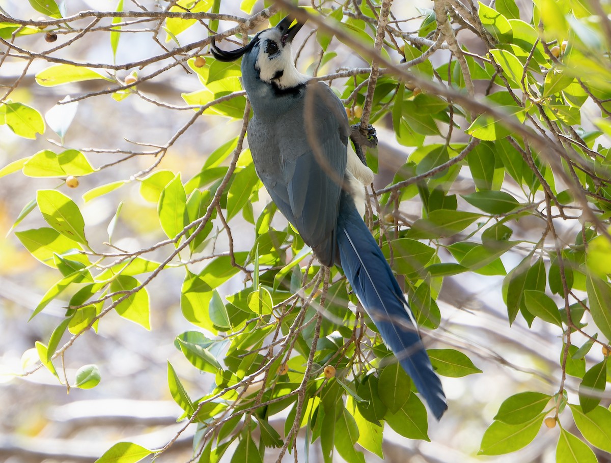 White-throated Magpie-Jay - ML548450111