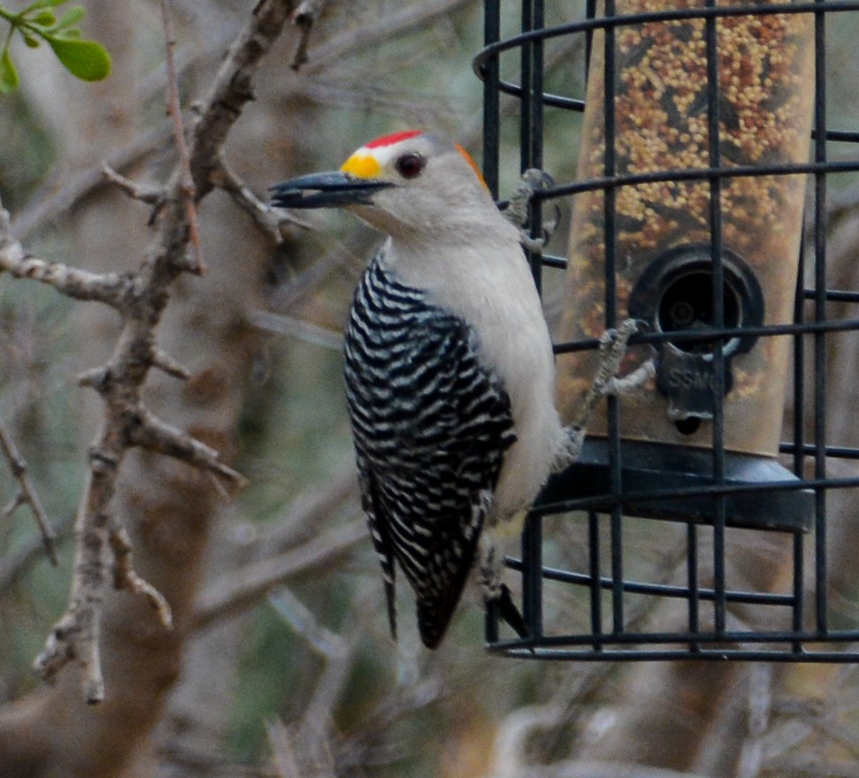 Golden-fronted Woodpecker - ML548450121