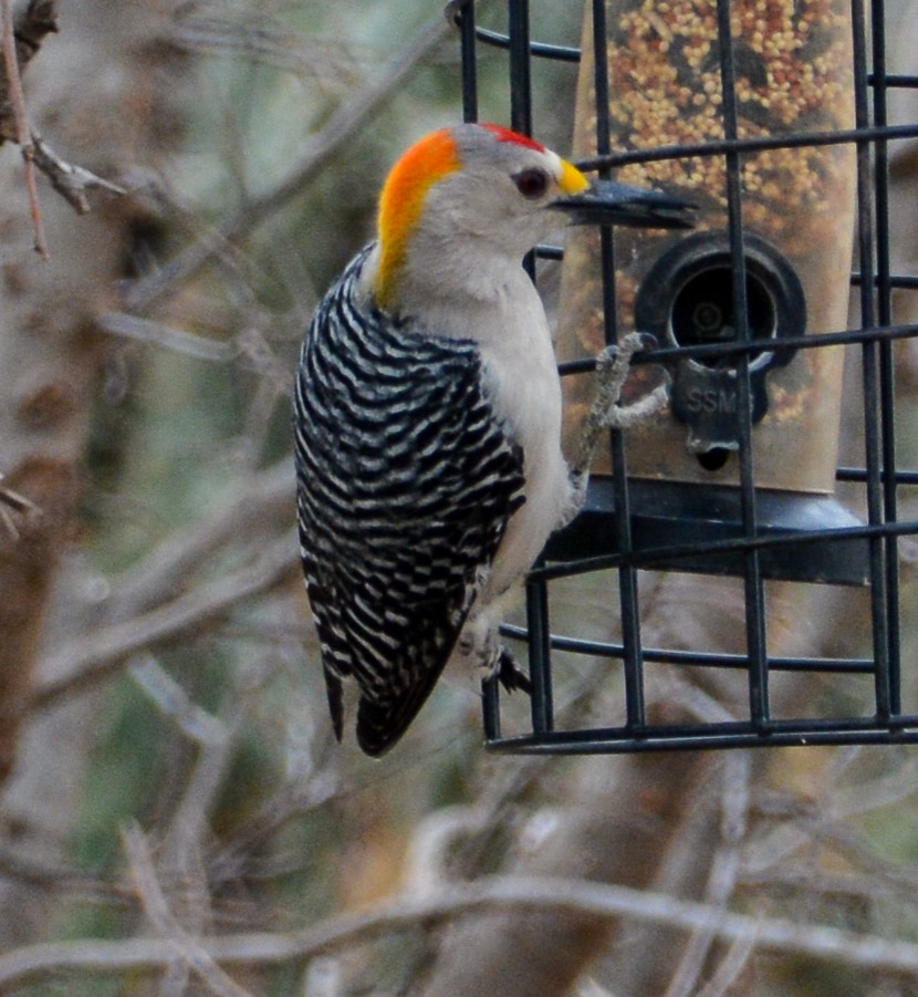 Golden-fronted Woodpecker - ML548450141