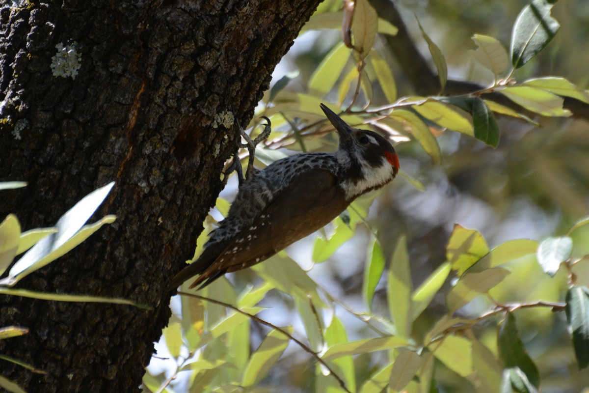 Arizona Woodpecker - Janet Rathjen