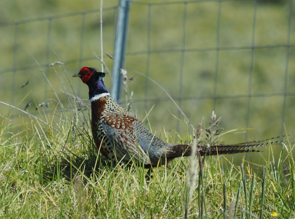 Ring-necked Pheasant - ML548453491