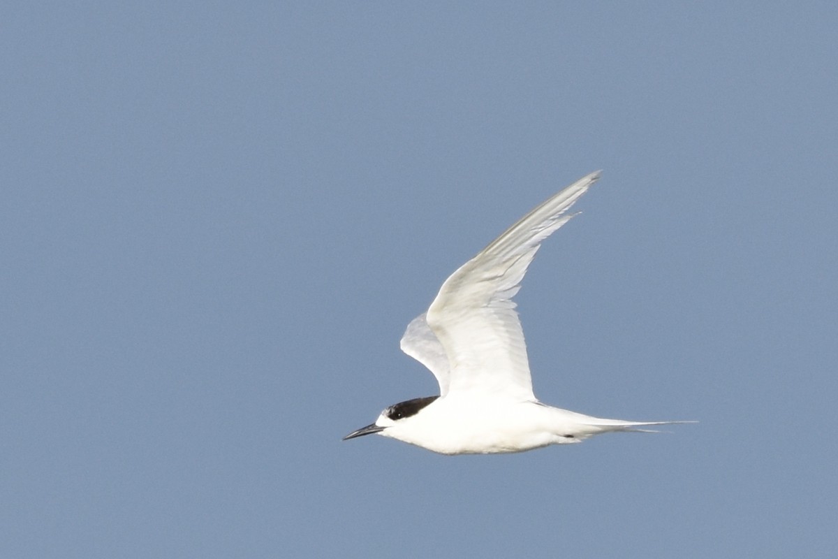 White-fronted Tern - ML54846301