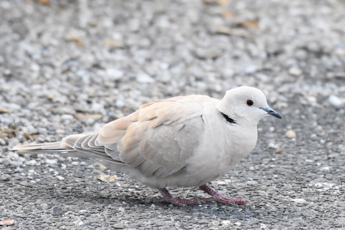 African Collared-Dove - ML54846411