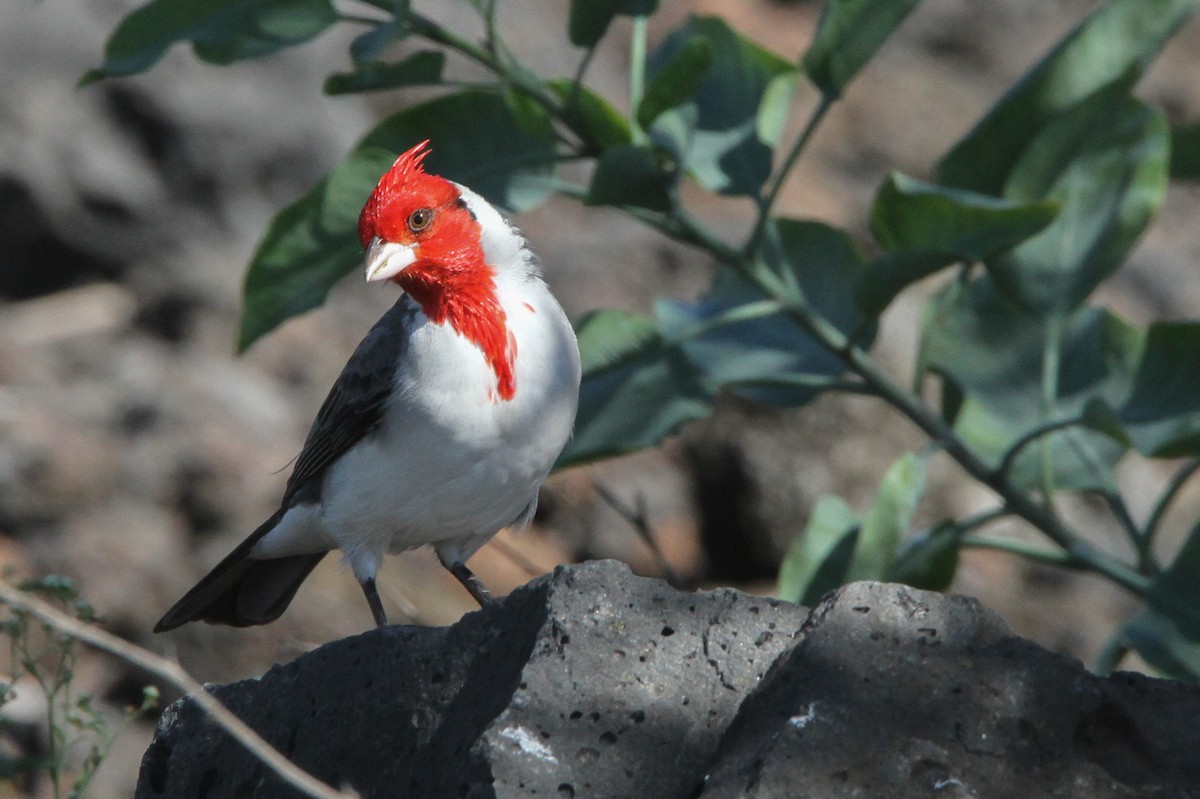 Red-crested Cardinal - ML548468401