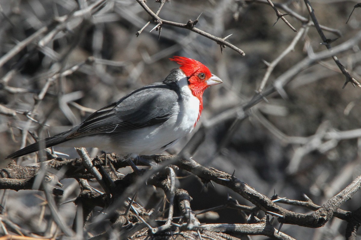 Red-crested Cardinal - Nathan Goldberg