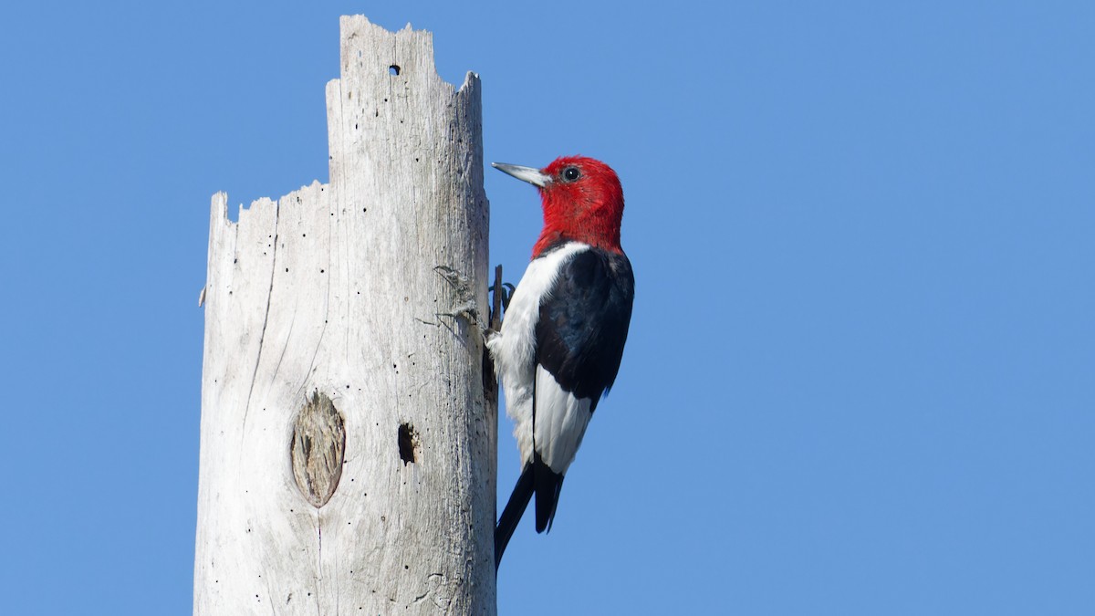 Red-headed Woodpecker - Bob Scheidt