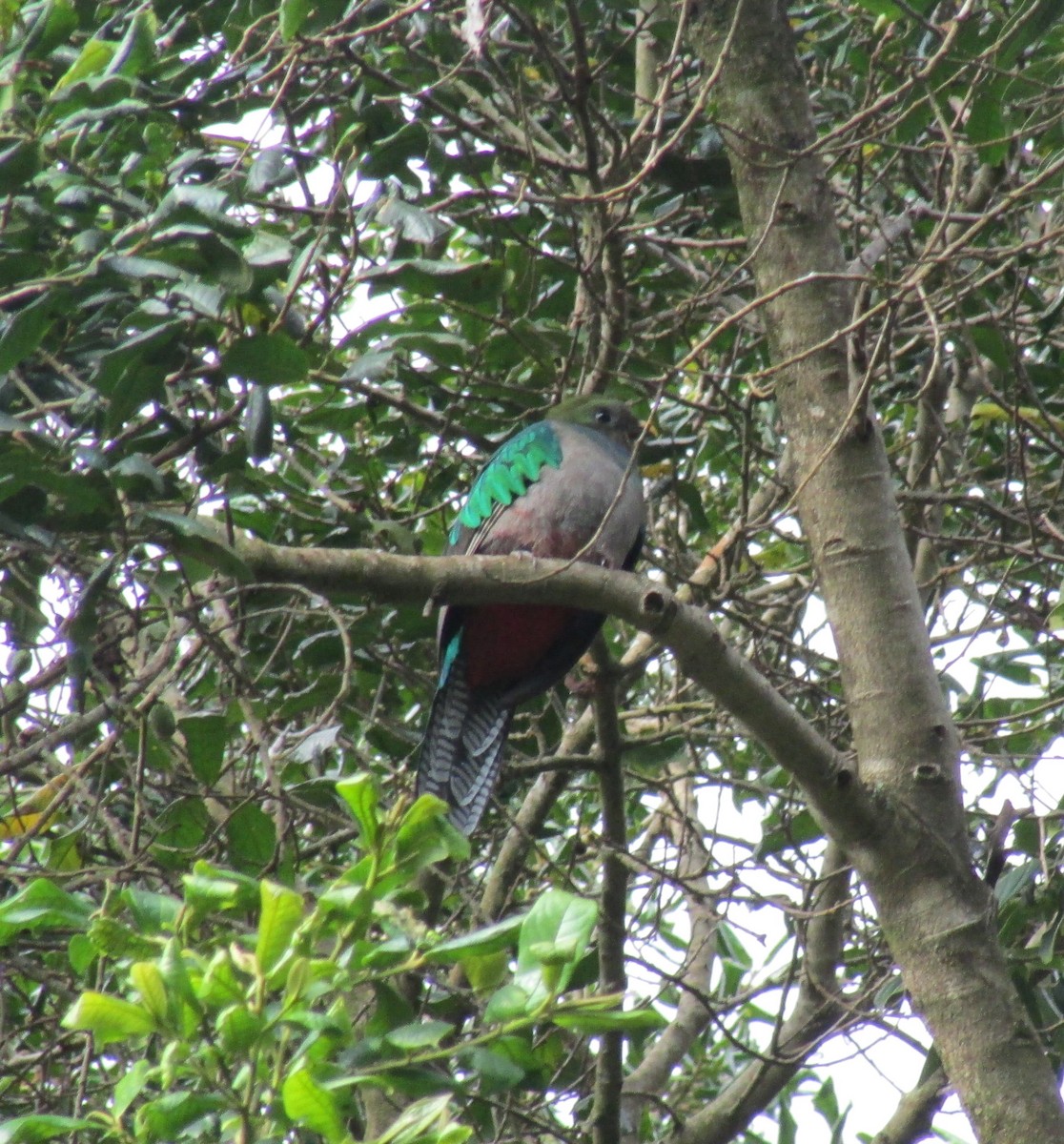 Quetzal Guatemalteco - ML548480531