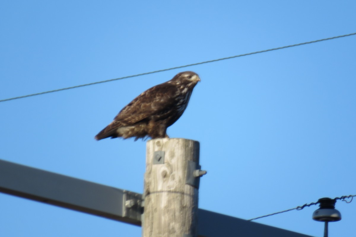 Red-tailed Hawk (Harlan's) - ML548482631