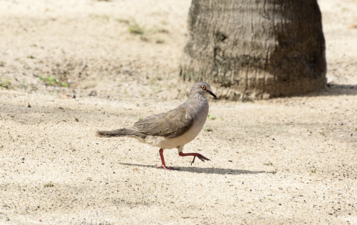White-tipped Dove (brasiliensis Group) - ML548483141