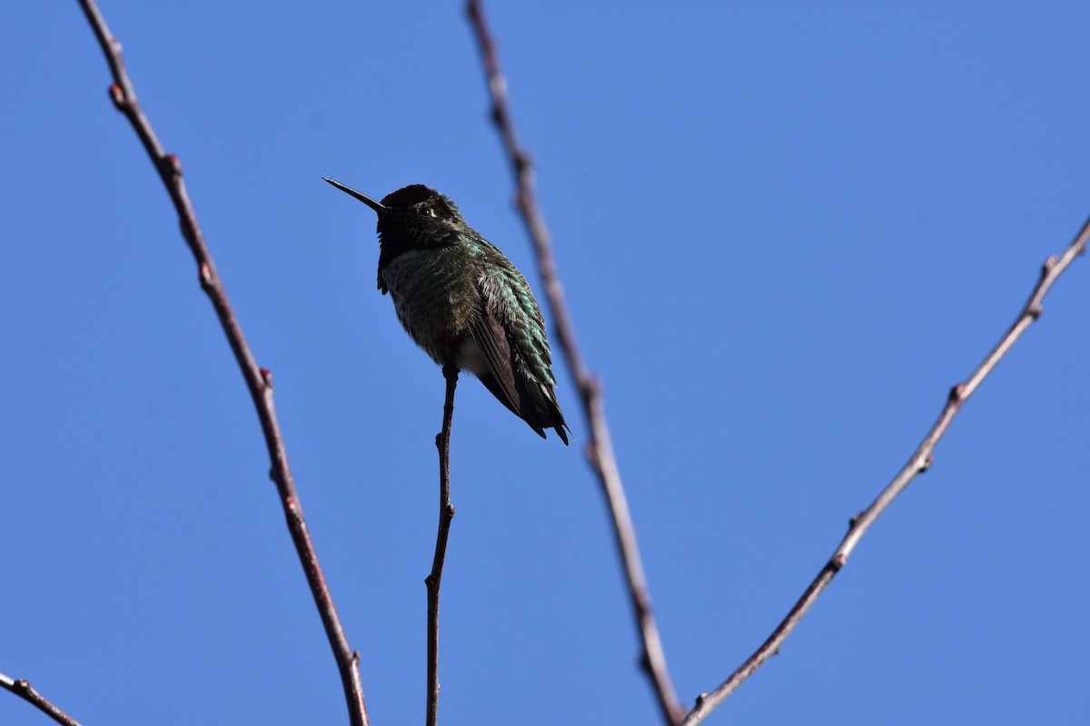 Anna's Hummingbird - ML548485801