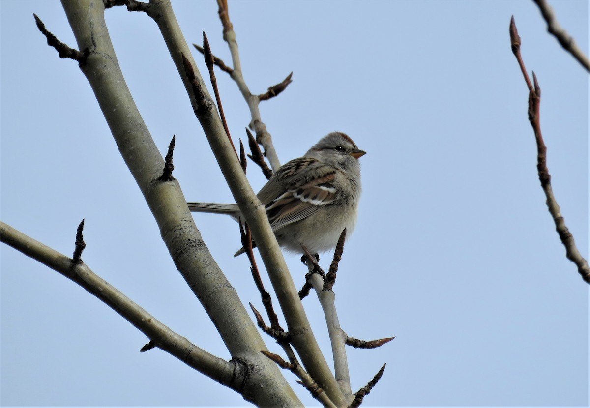 American Tree Sparrow - Charles Swift
