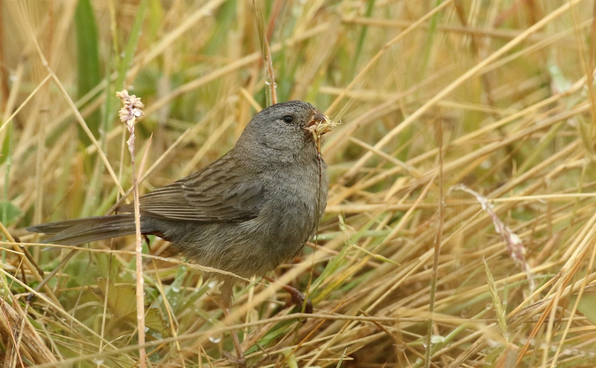 Plain-colored Seedeater - ML54848771