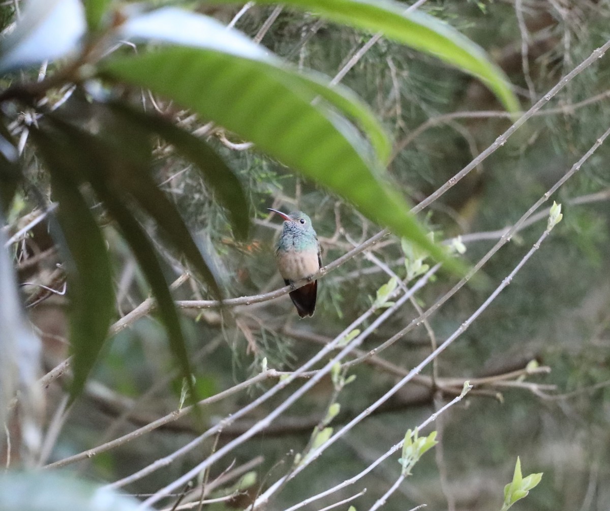 Buff-bellied Hummingbird - ML548488571