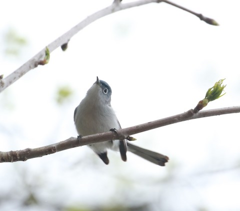 Blue-gray Gnatcatcher - eBird