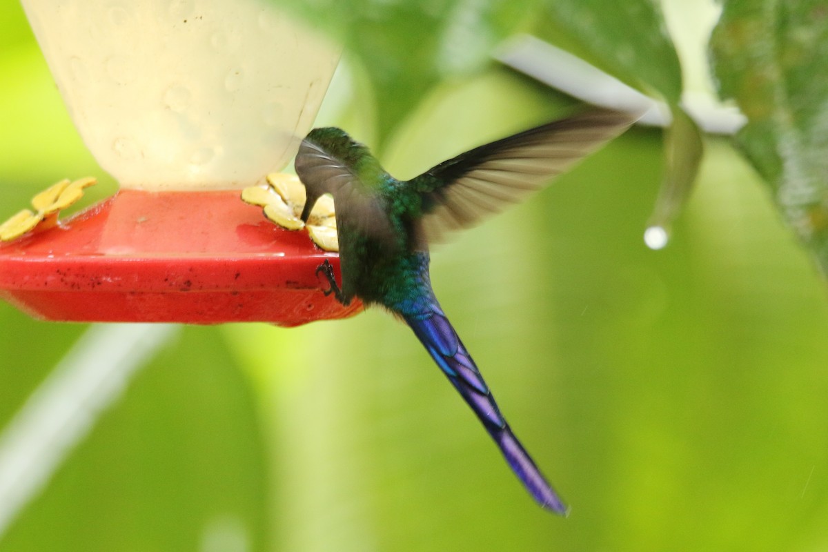 Violet-tailed Sylph - ML54849181