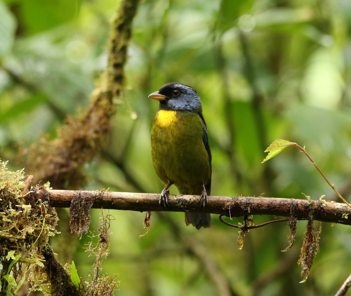 Moss-backed Tanager - Loch Kilpatrick
