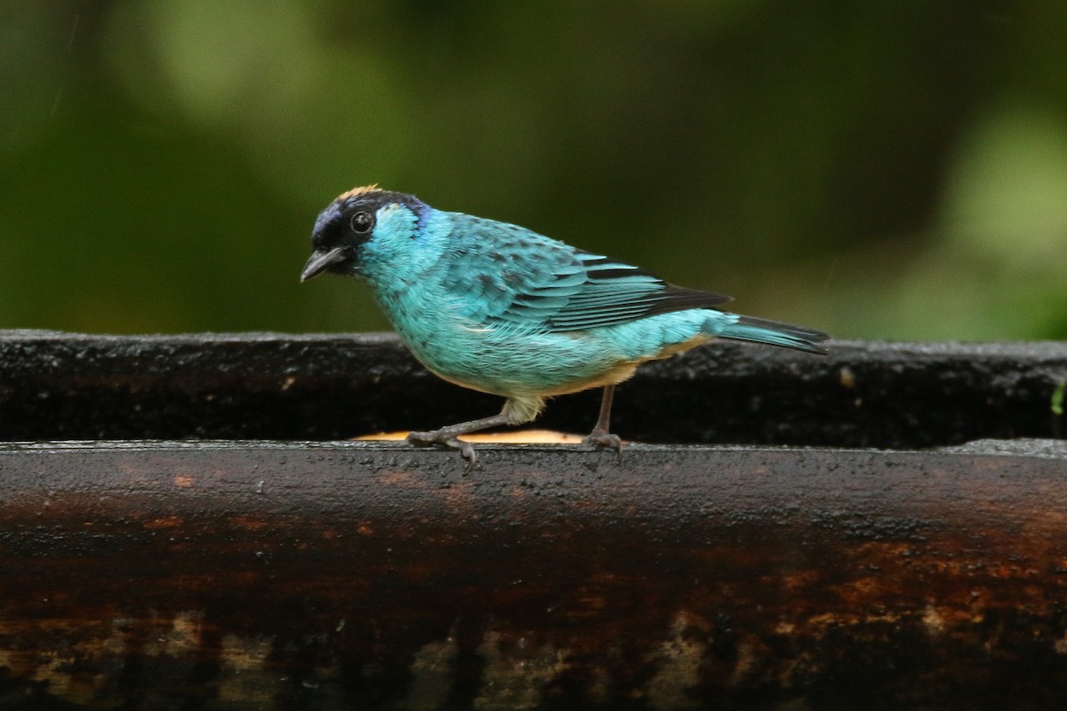 Golden-naped Tanager - ML54850071