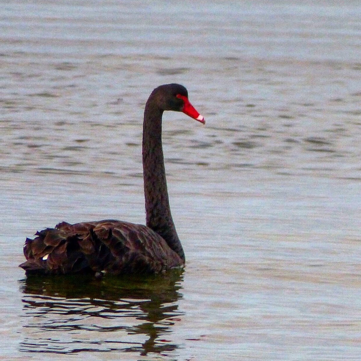 Black Swan - Bijoy Venugopal