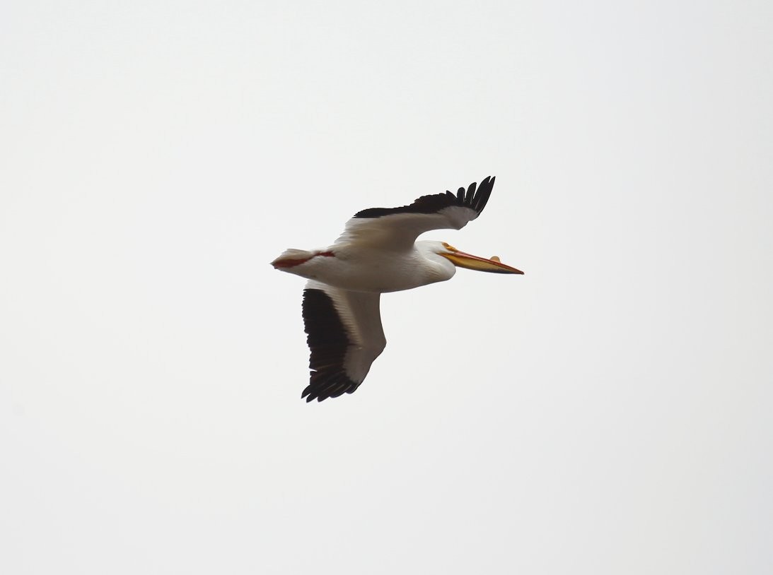 American White Pelican - Phillip Odum
