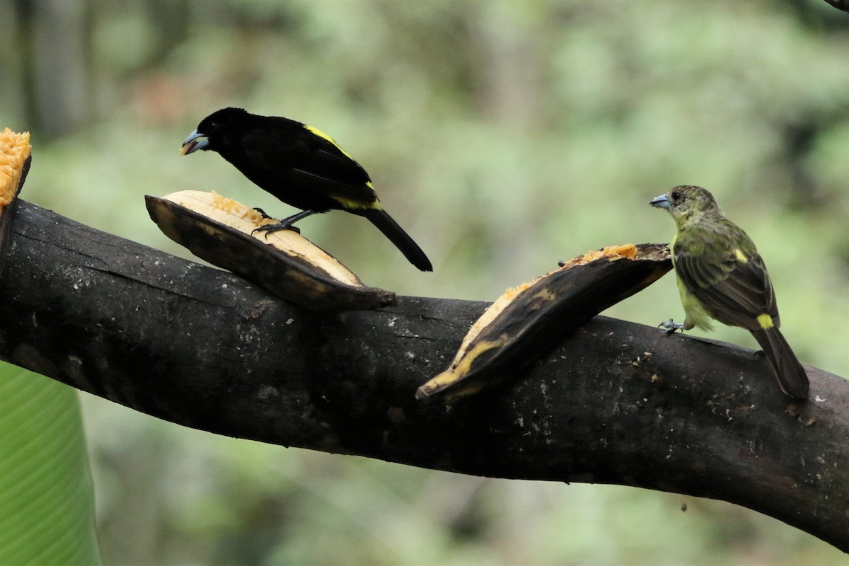 Flame-rumped Tanager (Lemon-rumped) - Loch Kilpatrick