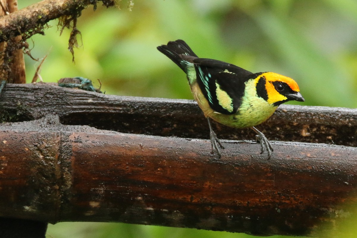 Flame-faced Tanager - ML54850491