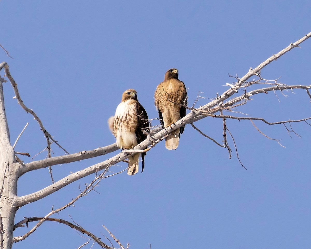 Red-tailed Hawk - Jean Campbell