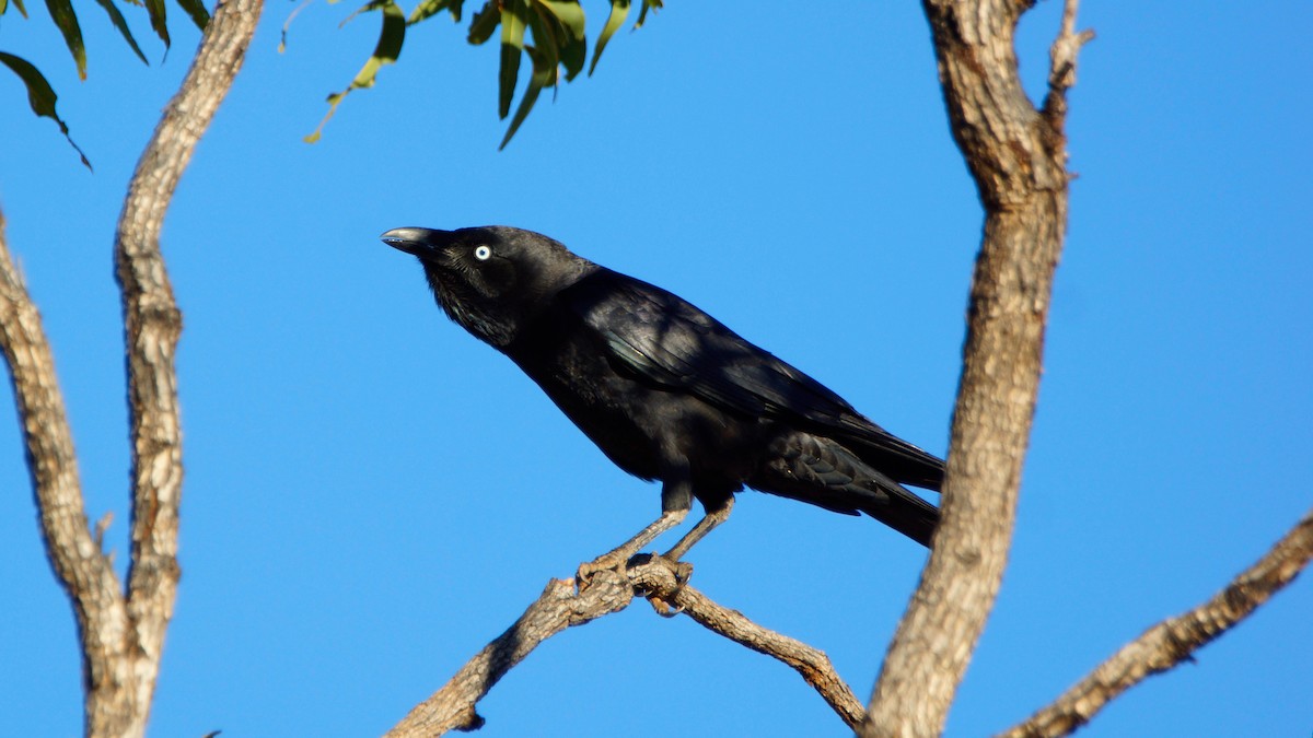 Torresian Crow - ML548508401