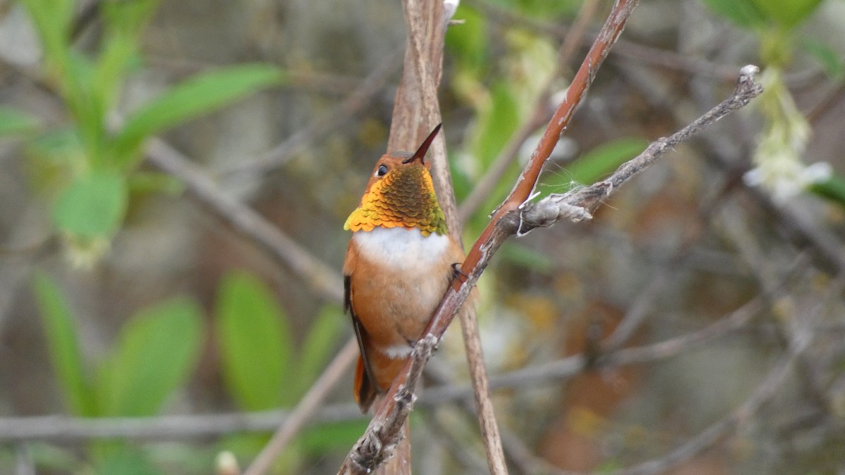 Rufous Hummingbird - ML548508581