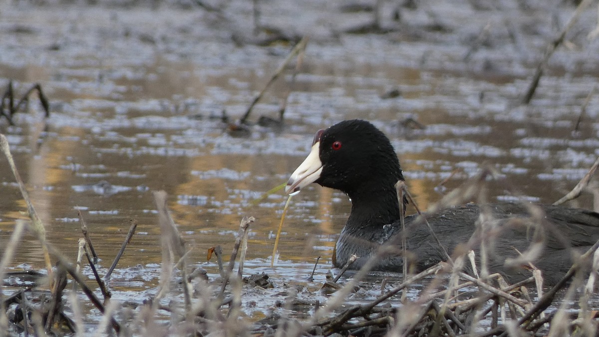 American Coot - Shannon Saunders
