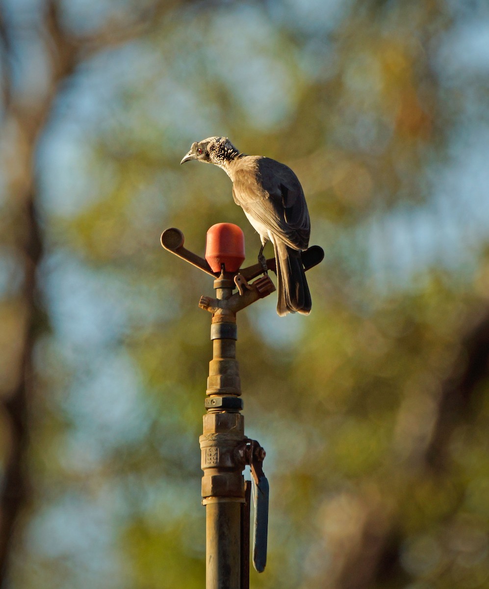 Silver-crowned Friarbird - paul mclelland