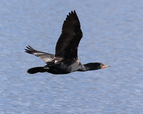 Wheat Ridge Greenbelt, Jefferson County, CO, US - eBird Hotspot