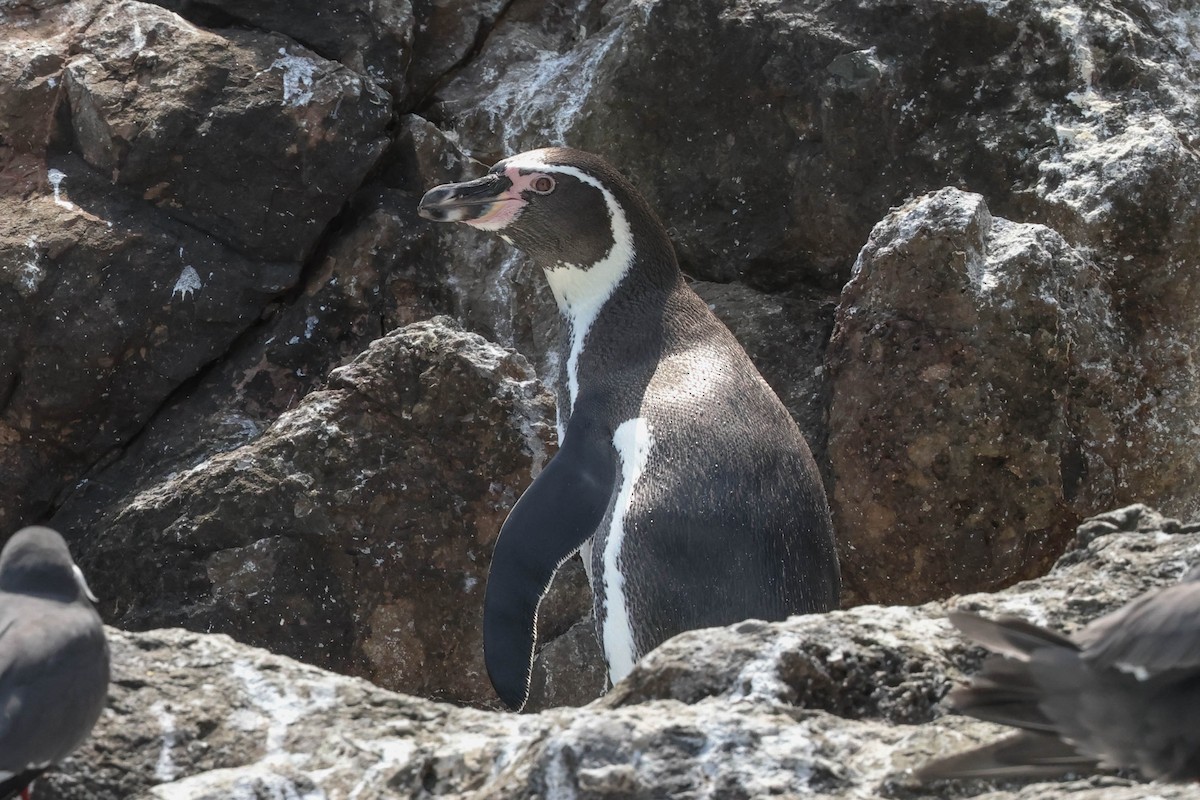 Humboldt Penguin - ML548521691