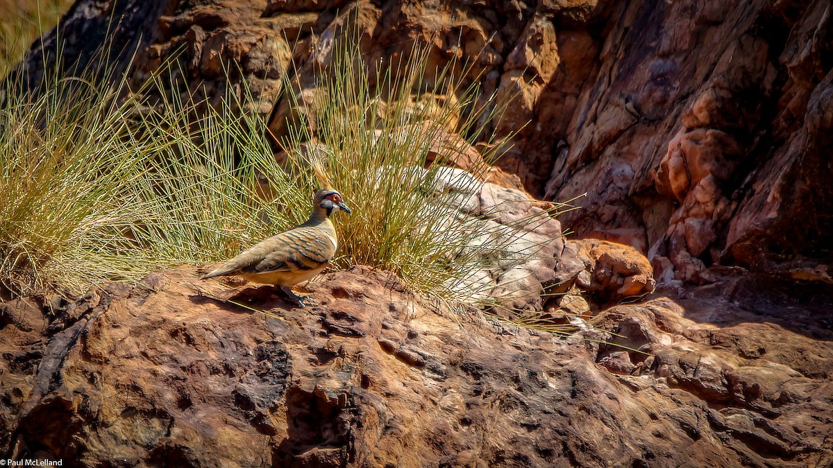 Spinifex Pigeon (White-bellied) - ML548523851